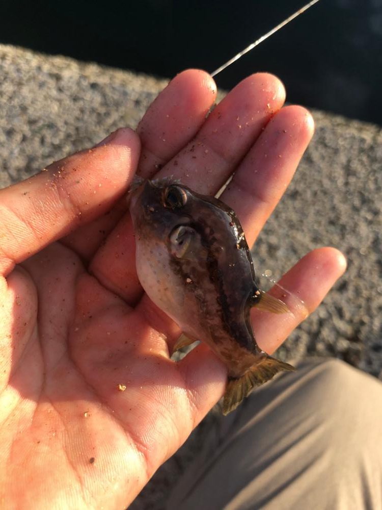 初カワハギ釣り