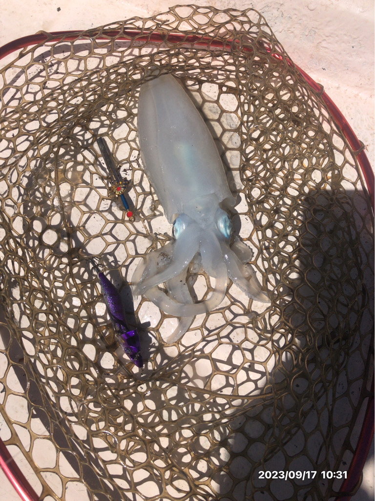 9/17 伊島沖ジギングタイラバ　橘湾ティップラン