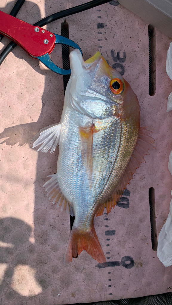 久しぶりのビッグアコウGET！！