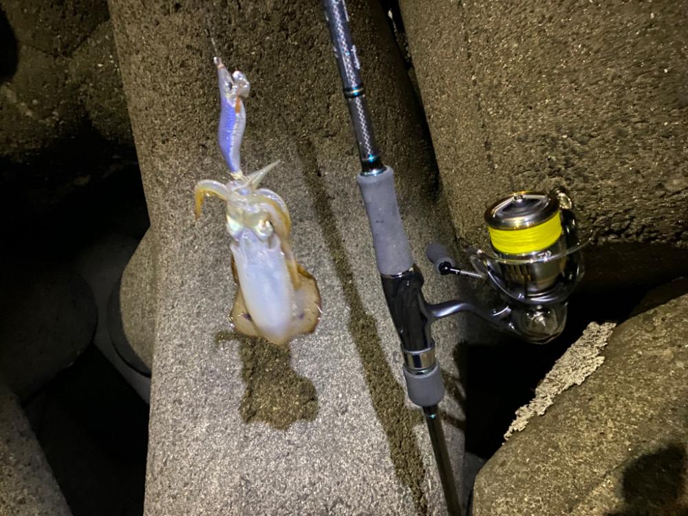 大阪でエギング