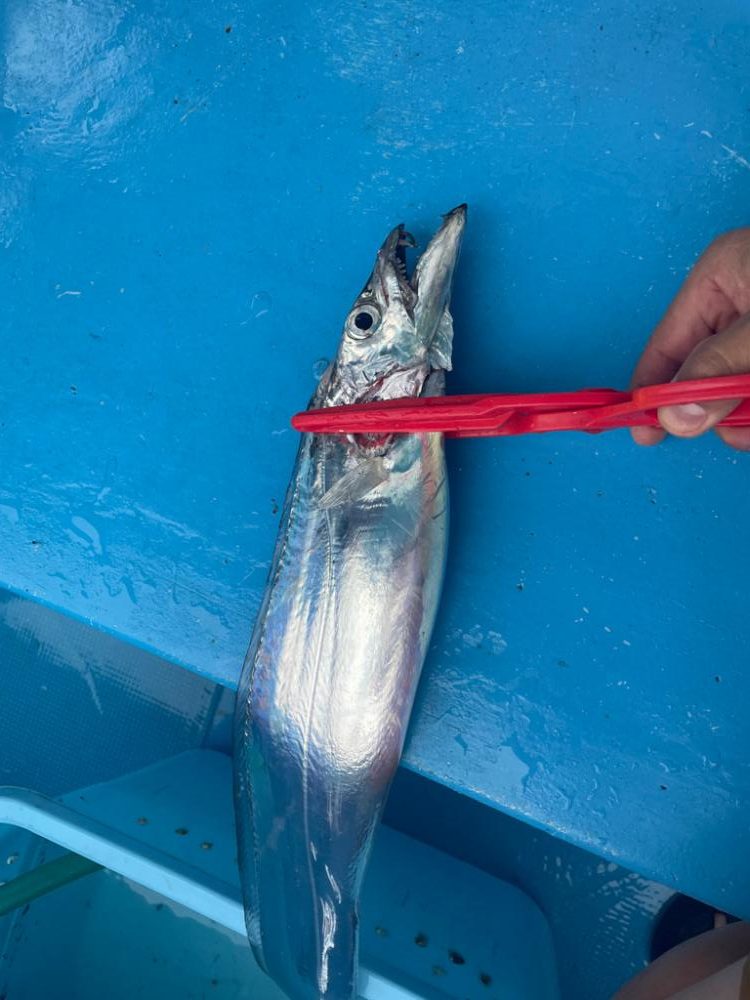 大阪湾タチウオメーター越え