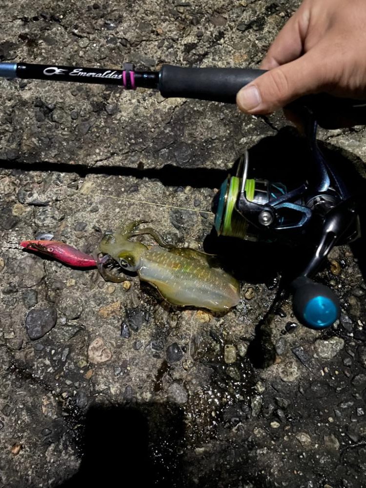 いつもの場所でエギング