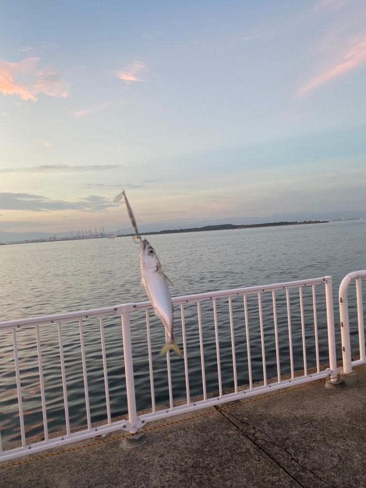 シマウマ坊主初出勤　坊主の巣窟　坊主ジグ