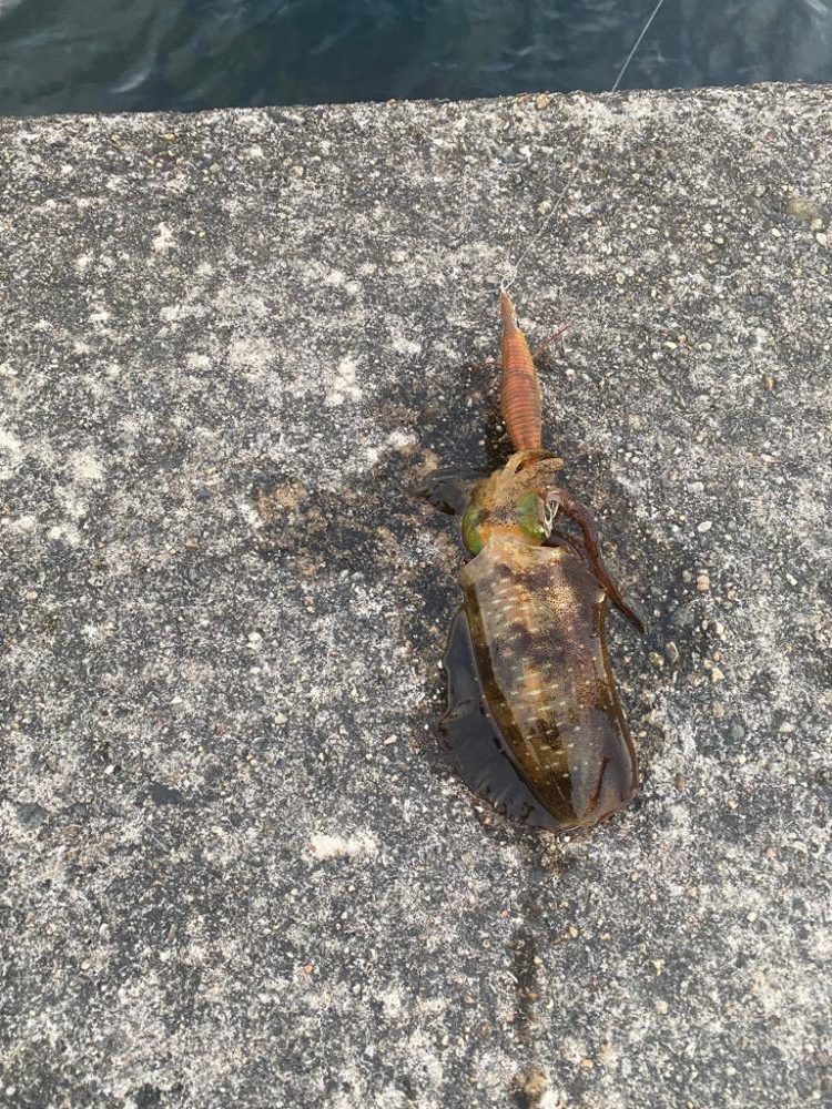 大きくなって来たアオリ