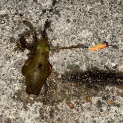 今季初エギング