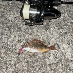 アジング五目釣り♪