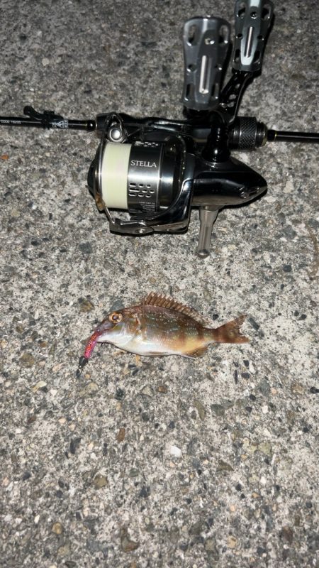 アジング五目釣り♪