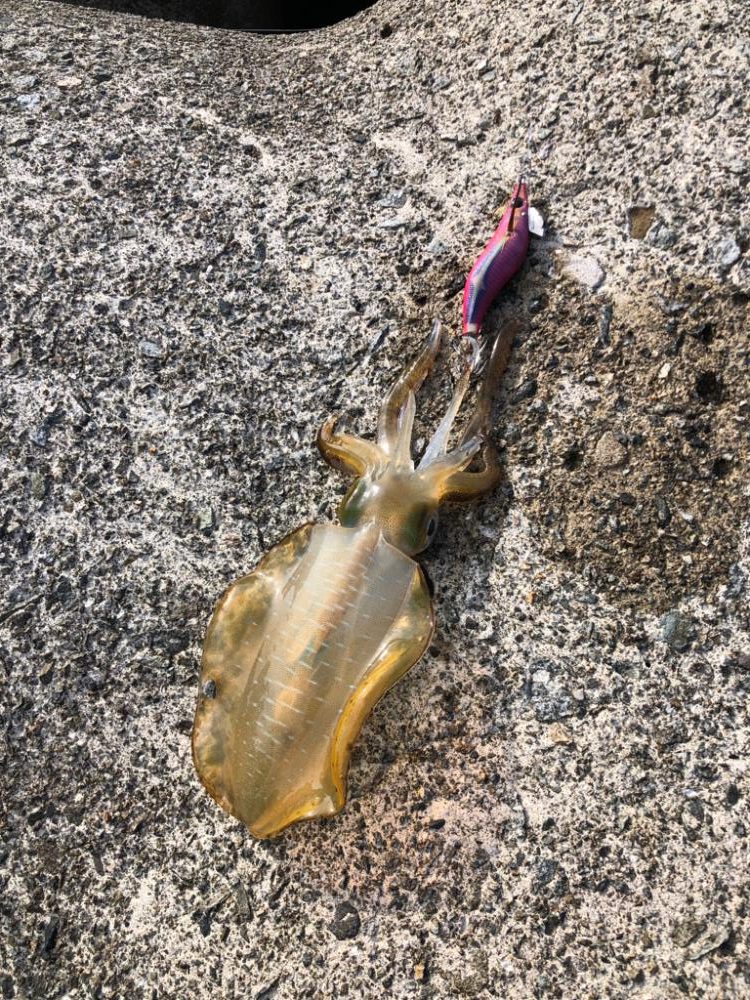 アオリイカです♪