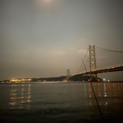 今日はサバの日？