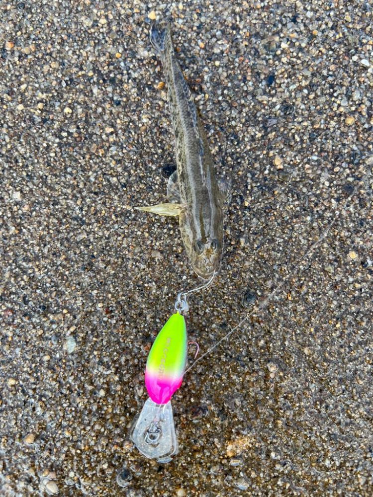 やっぱりハゼクラ！