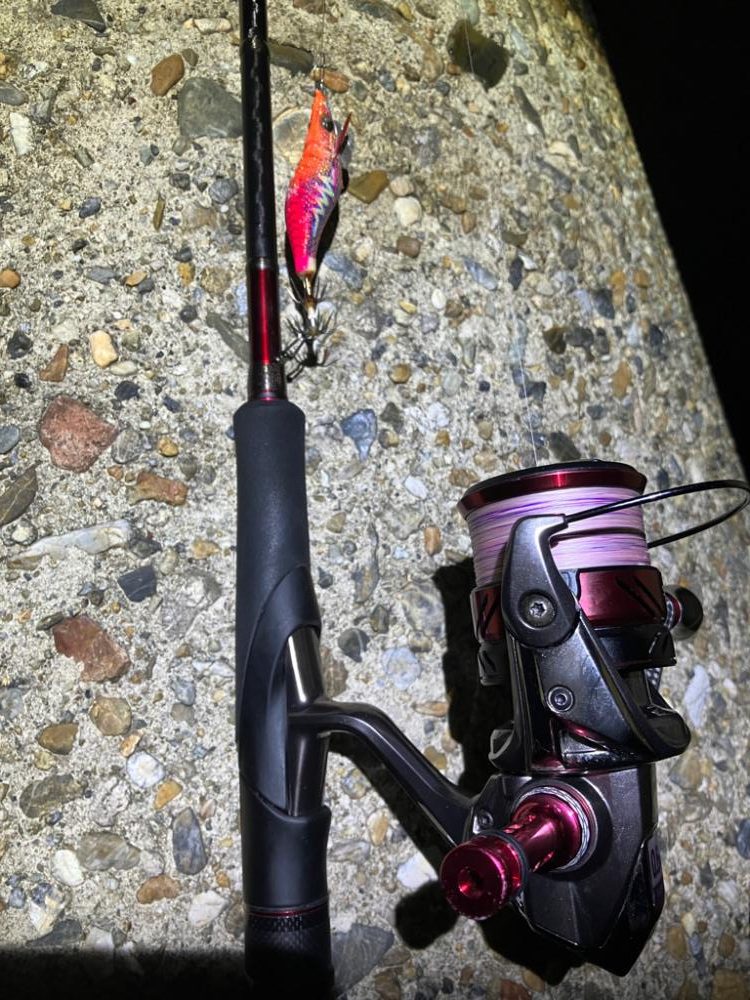 ケンサキ時々アオリ(^。^)