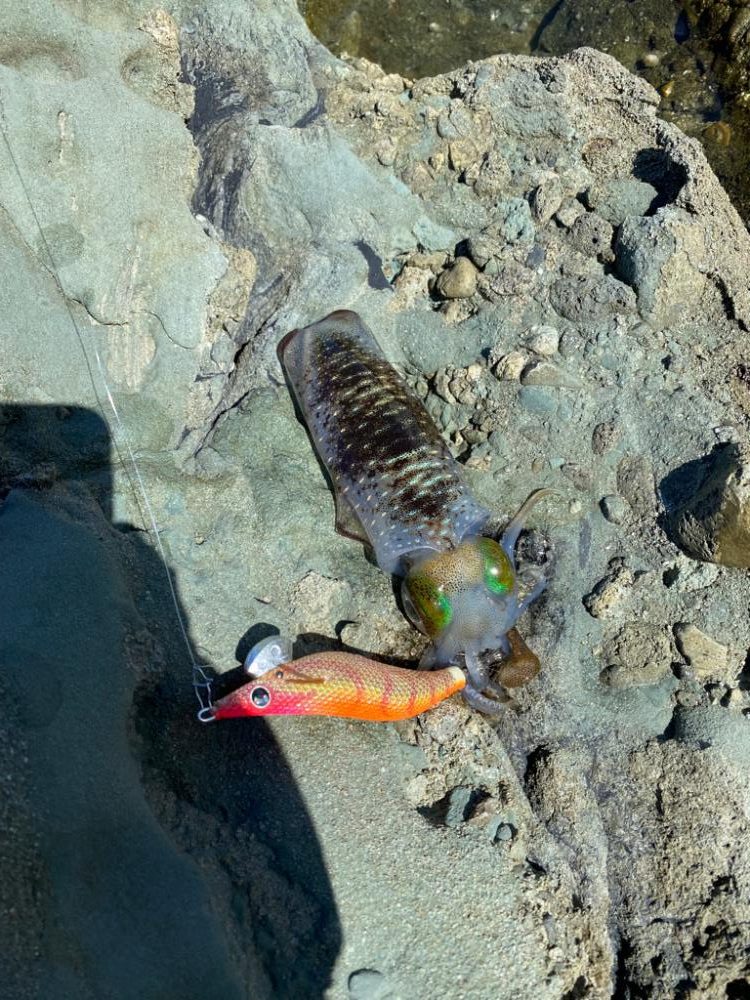 今日もイカチェック!