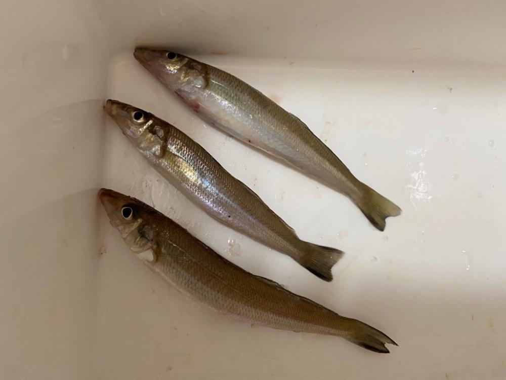 ちょい投げシロギスタの憂鬱