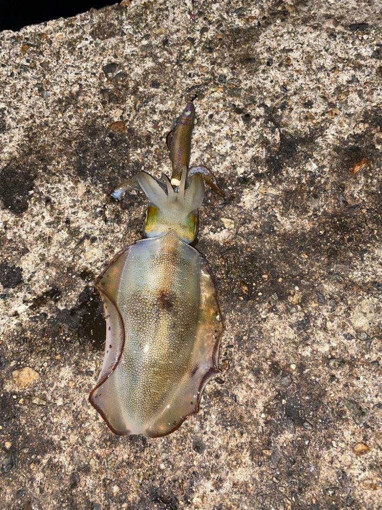 カマスとアオリ