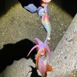 ケンサキ12日目^o^