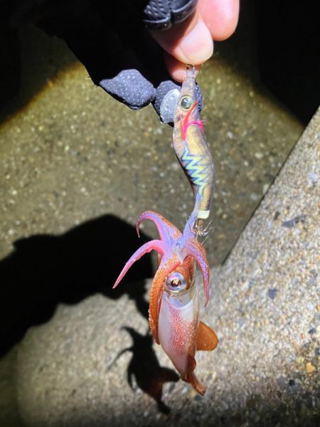 ケンサキ12日目^o^