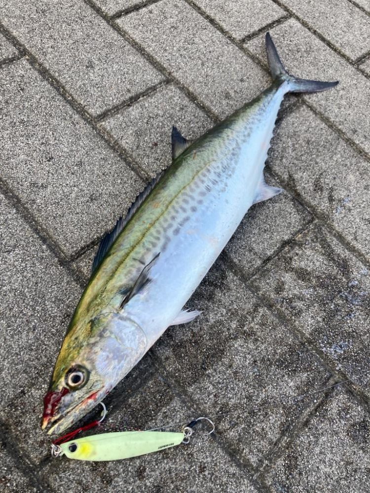 久々に湾奥コスモ。青牙ハットトリック。。。