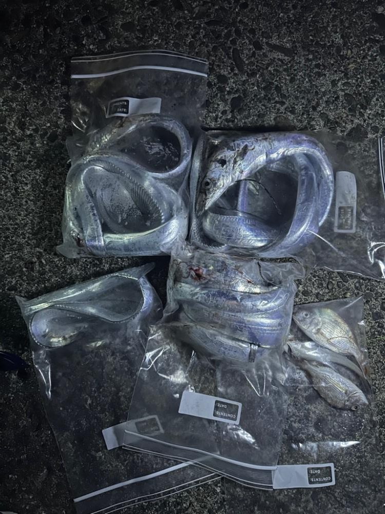 太刀魚釣り、キス釣り