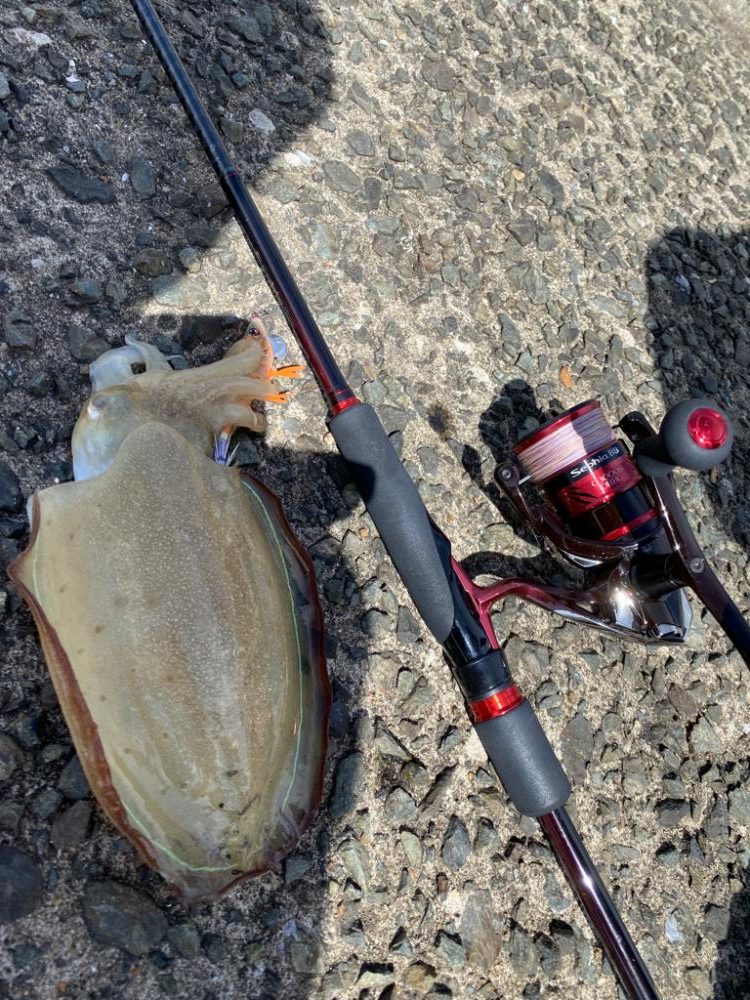 コウイカ新子入れ食い