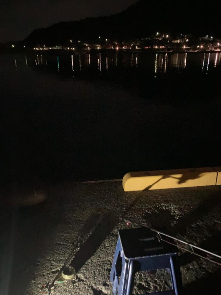 初アオリイカです