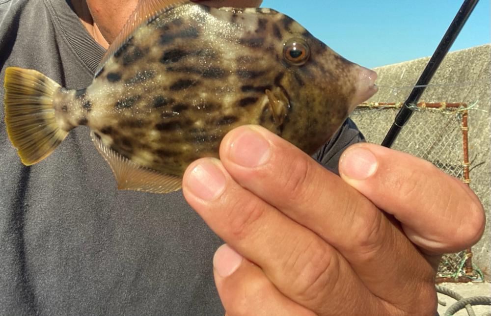 ちょい投げシロギスタの離島でカワハギDAY