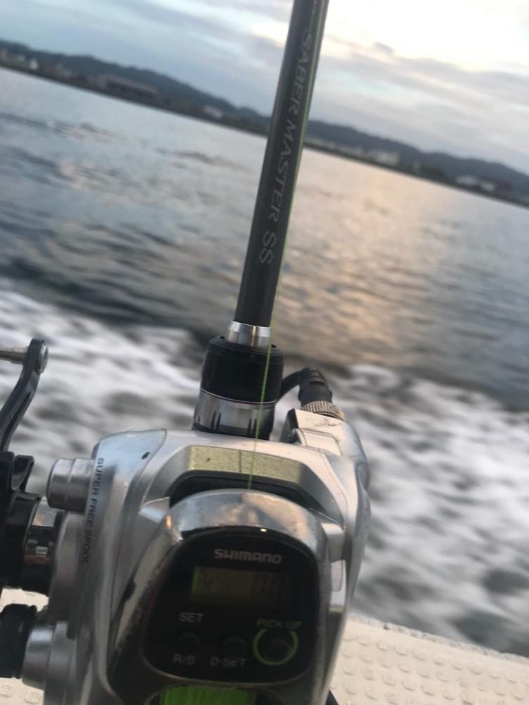 アカマツのタチウオ