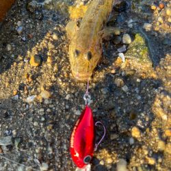 またまたハゼクラ！