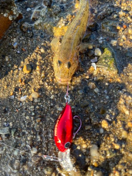 またまたハゼクラ！