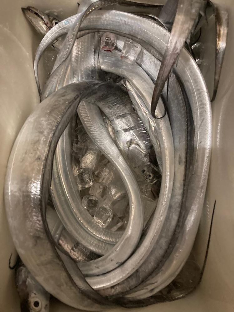 アオリのちタチ