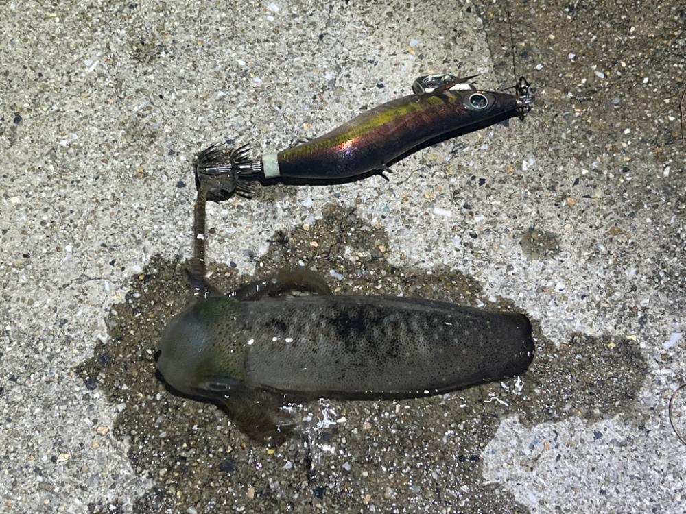 姫路離島のナイトエギング