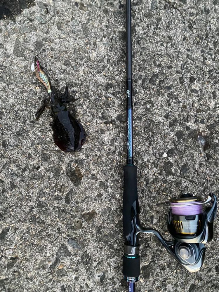 大阪エギング　入れ食い