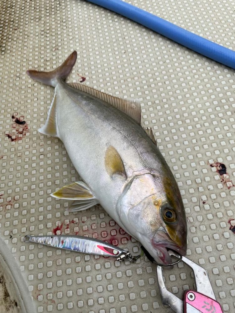 明石沖ジギング