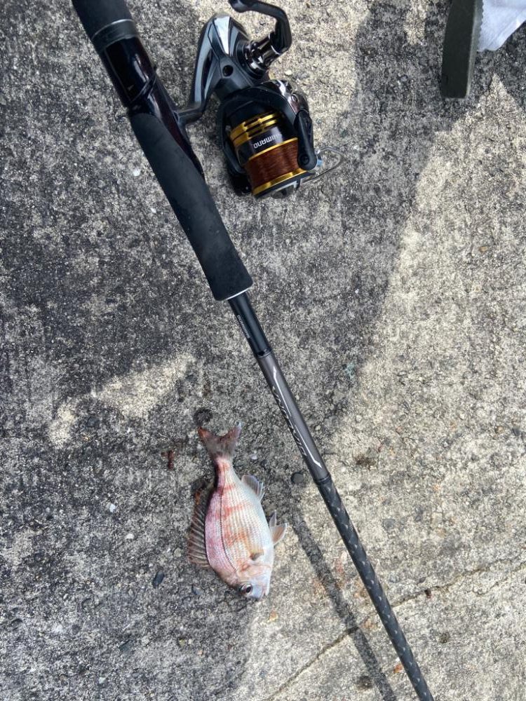 胴付き？駄目だよ、ちょい投げじゃなきゃのシロギスタ