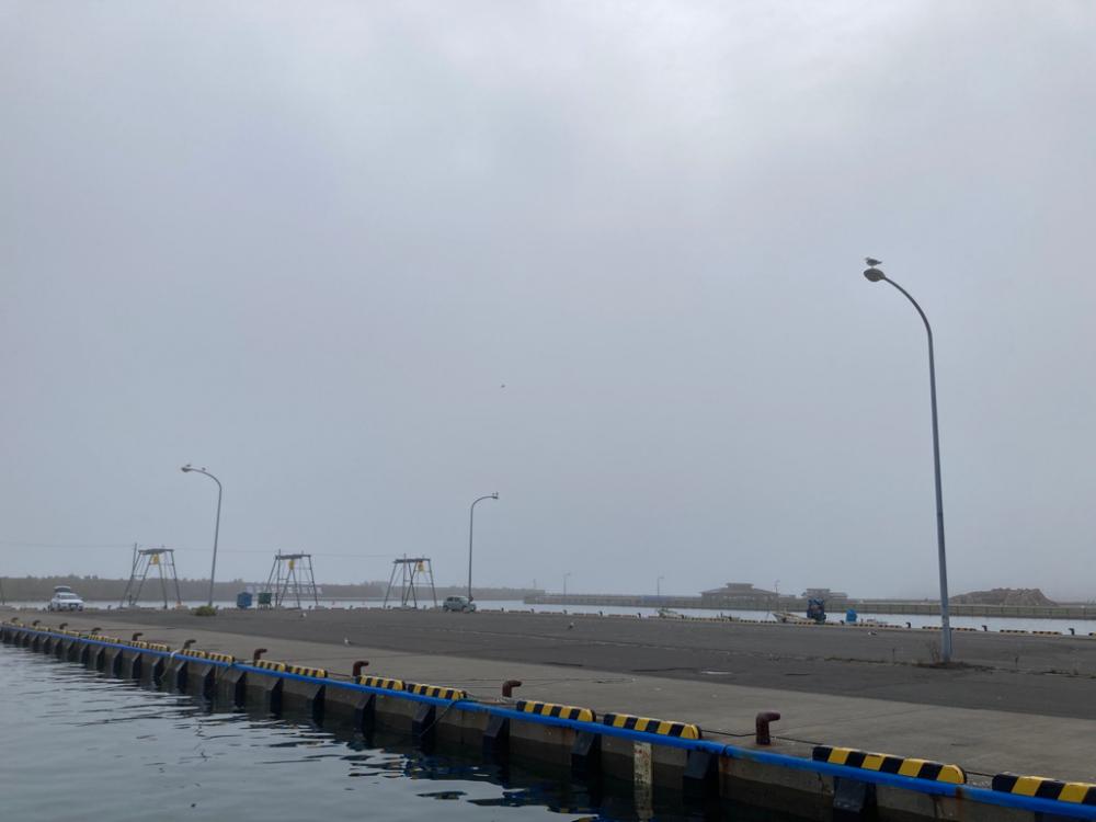 北海道のイワシは大きい