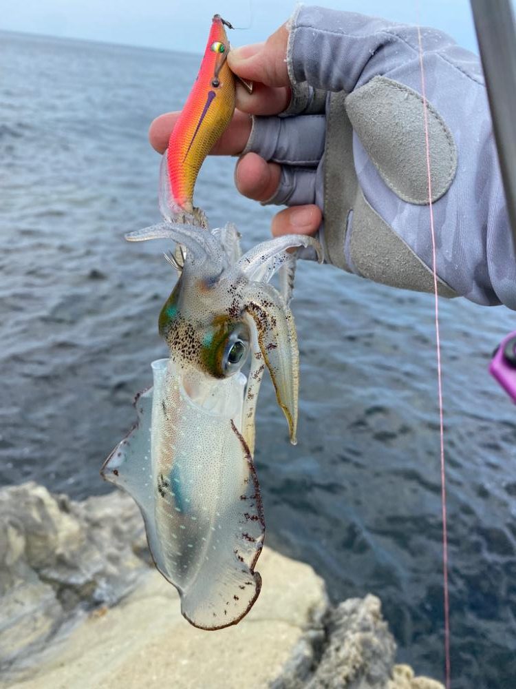 今年も早いし入れ食いだし