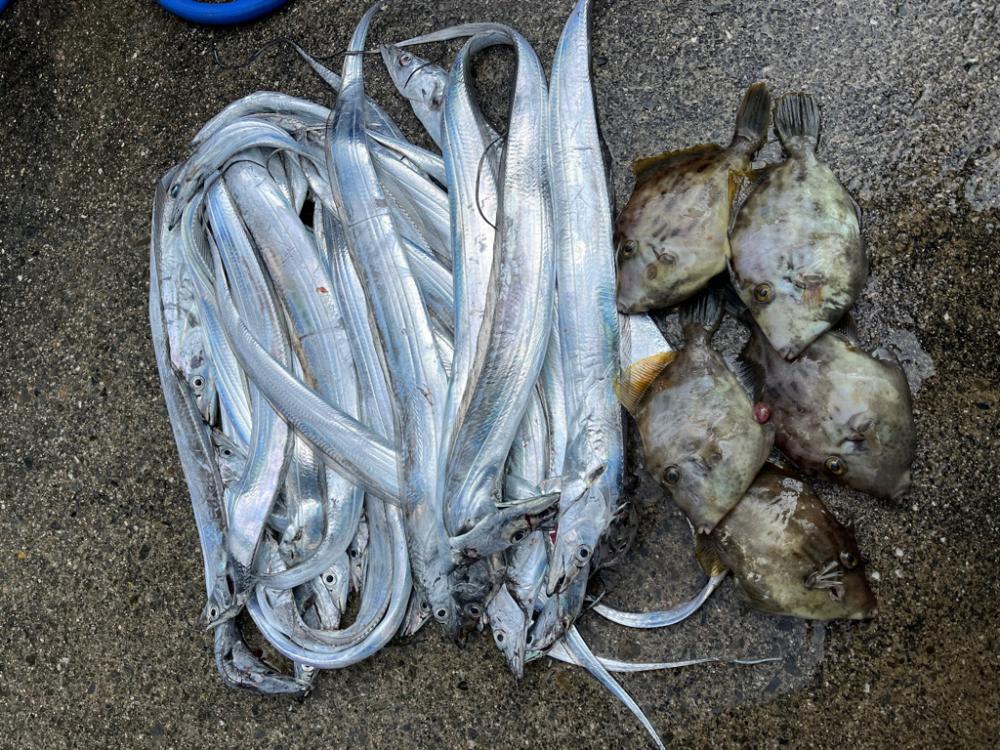 無限タチウオとカワハギ釣りに