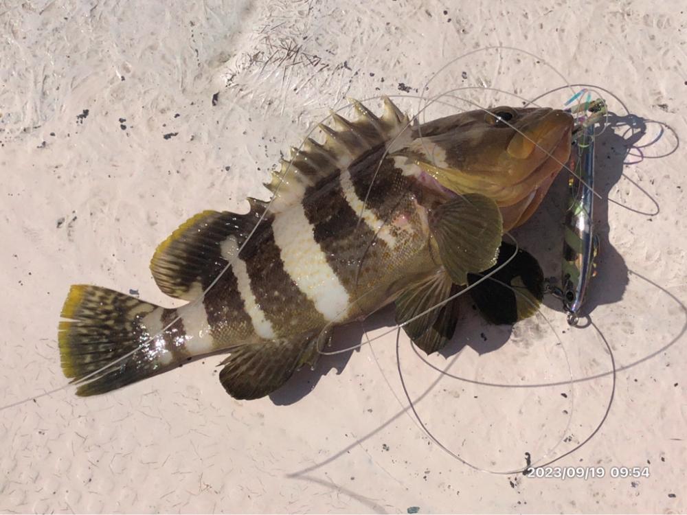 9/19 橘湾ティップラン 伊島沖ジギング