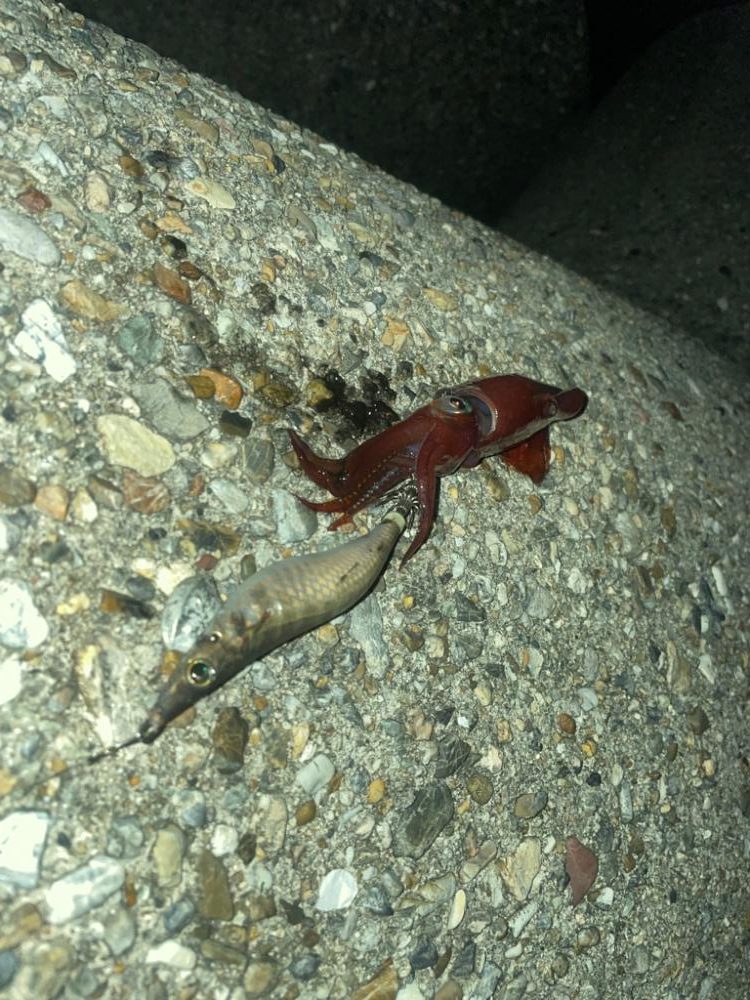 サイズが、、、小さい