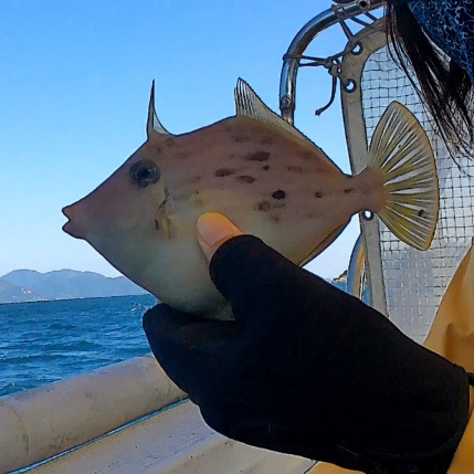 意外と釣れた船カワハギ!