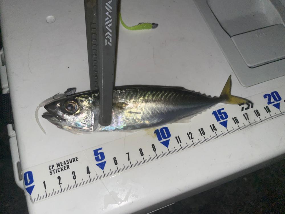 マゴチ、イカ、アジングリレー