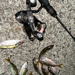 豆アジ今日はいい感じ