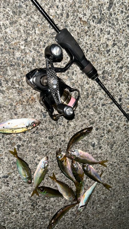 豆アジ今日はいい感じ