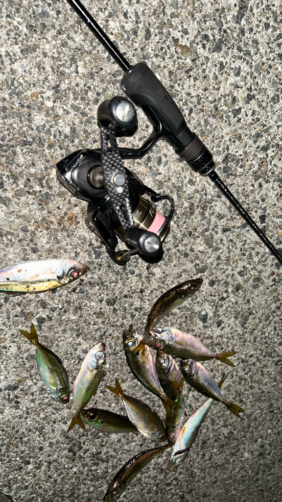 豆アジ今日はいい感じ