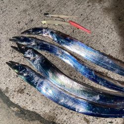 太刀魚シーズン突入！