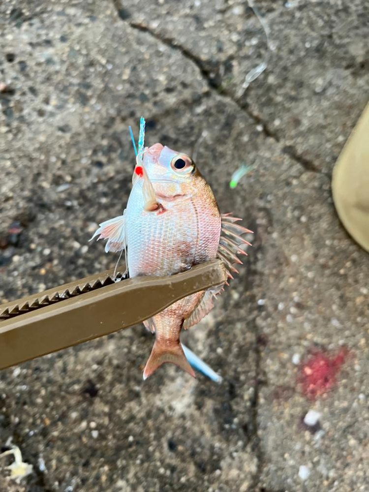 タチウオリベンジ