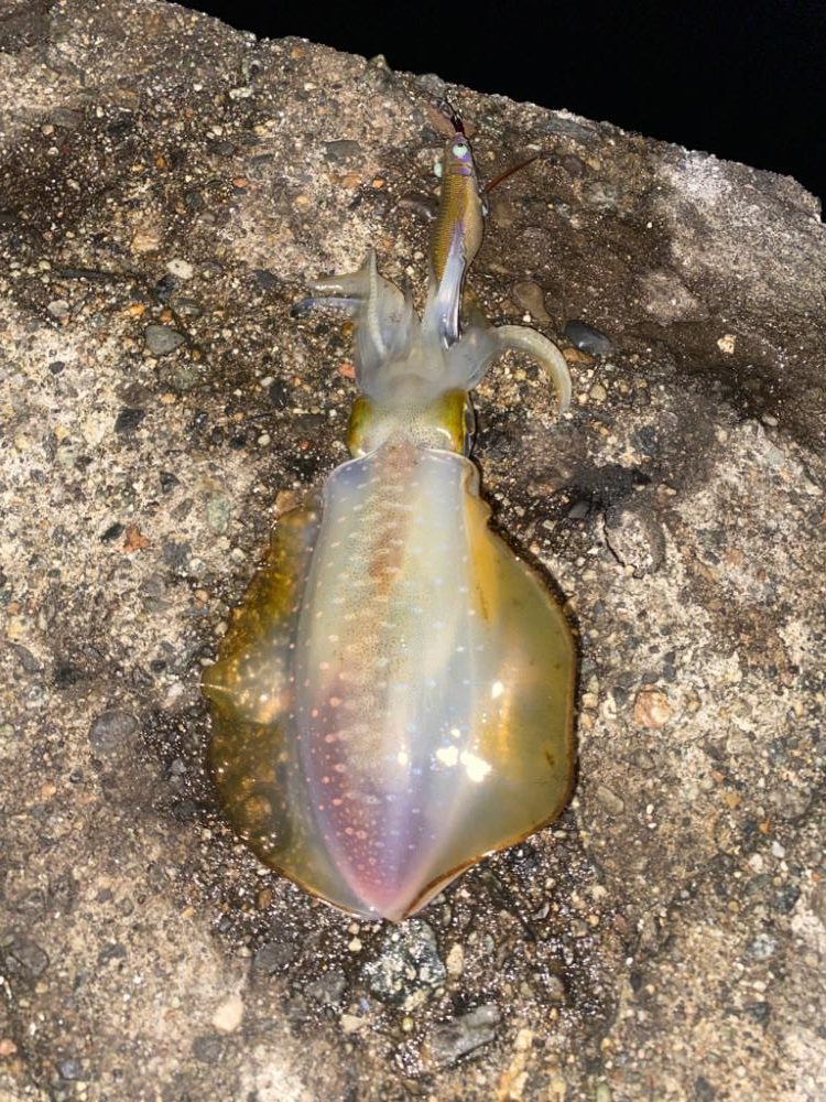 アオリとカマス