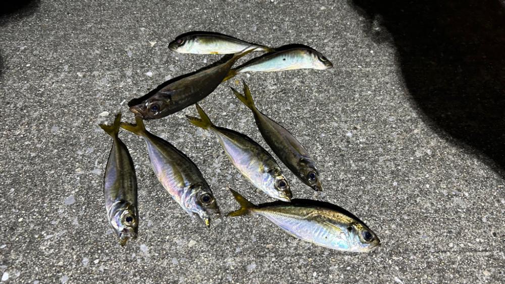 久しぶりの豆アジング