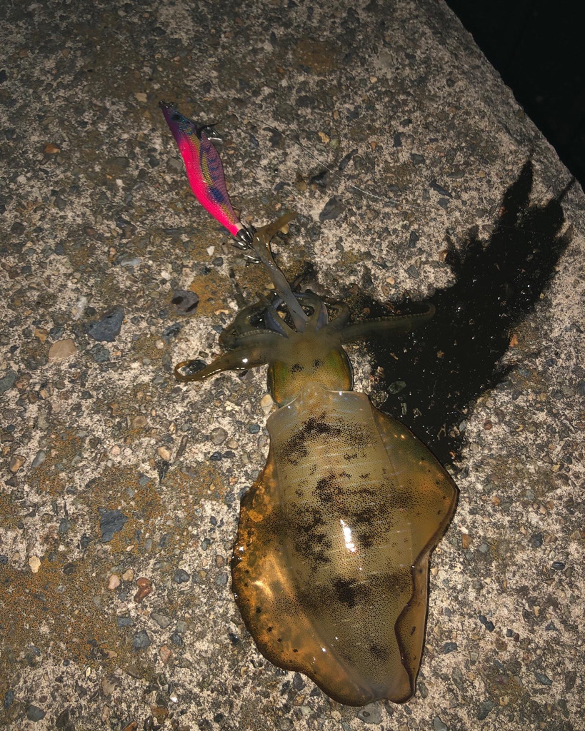 エギング楽しい！