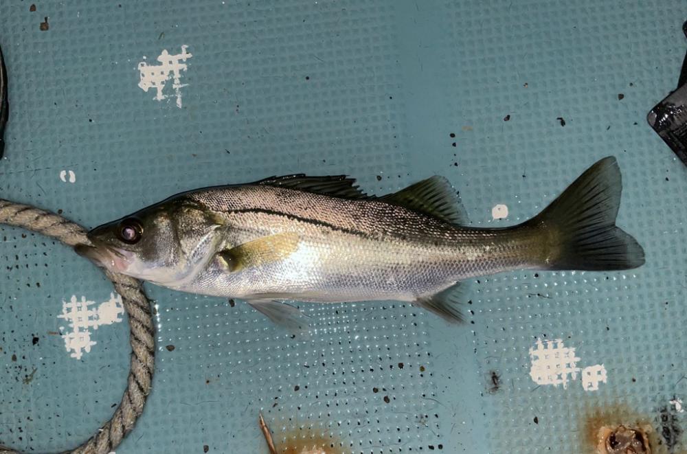 ボートマゴチ＆シーバス