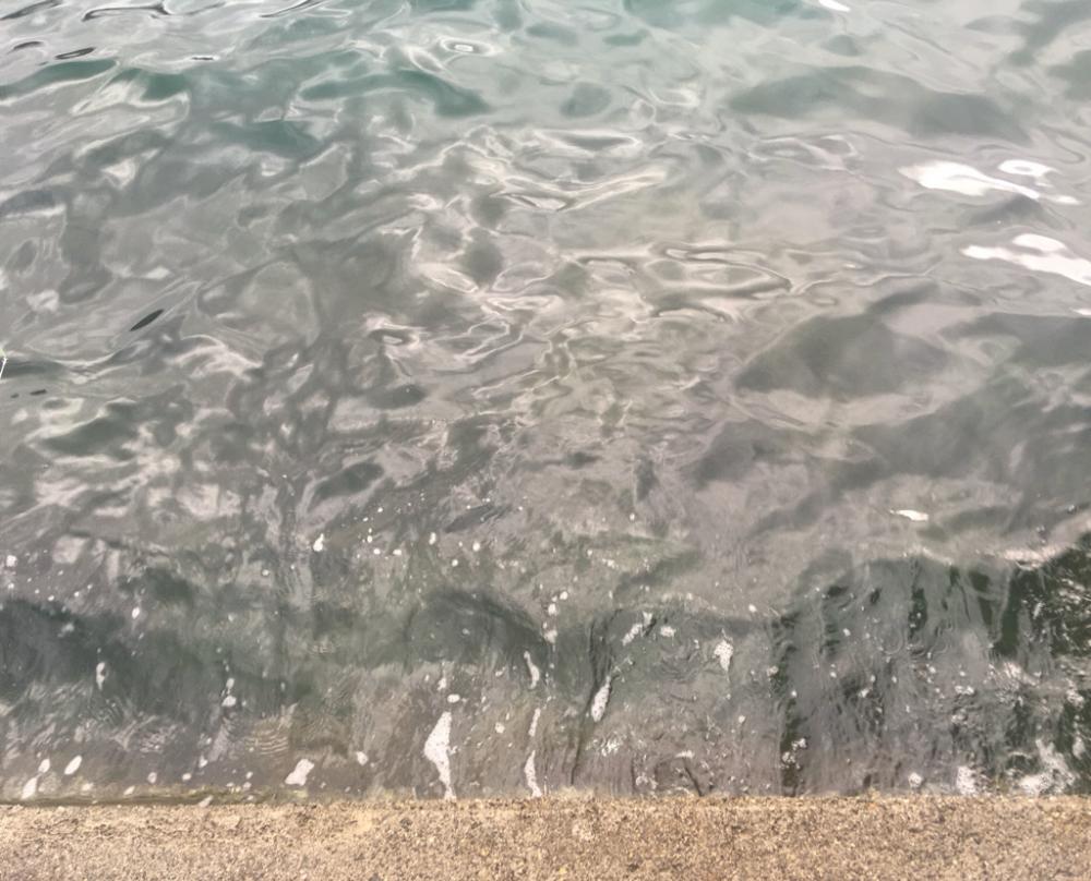 黄色のタテジマ